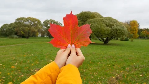 Woman hold leaf in two hands, big red and yellow maple leaf close up Stock Footage 96989216