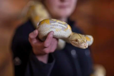 Woman holding an albino python snake Foto stock