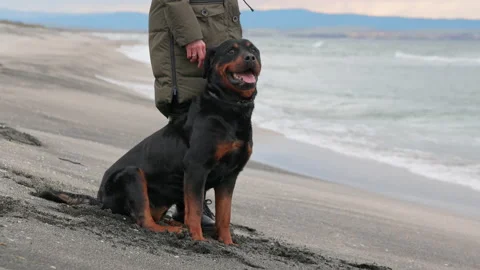 Woman holding and putting on collar for Stock Video Pond5
