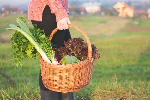 Woman holding basket filled with fresh vegetables, sunny day. Stock Photos