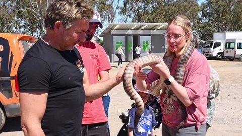 Woman holding black headed python Video stock 322716662