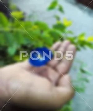 Woman holding a flower Stock Photos