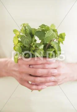 Woman holding fresh mint Stock Photos