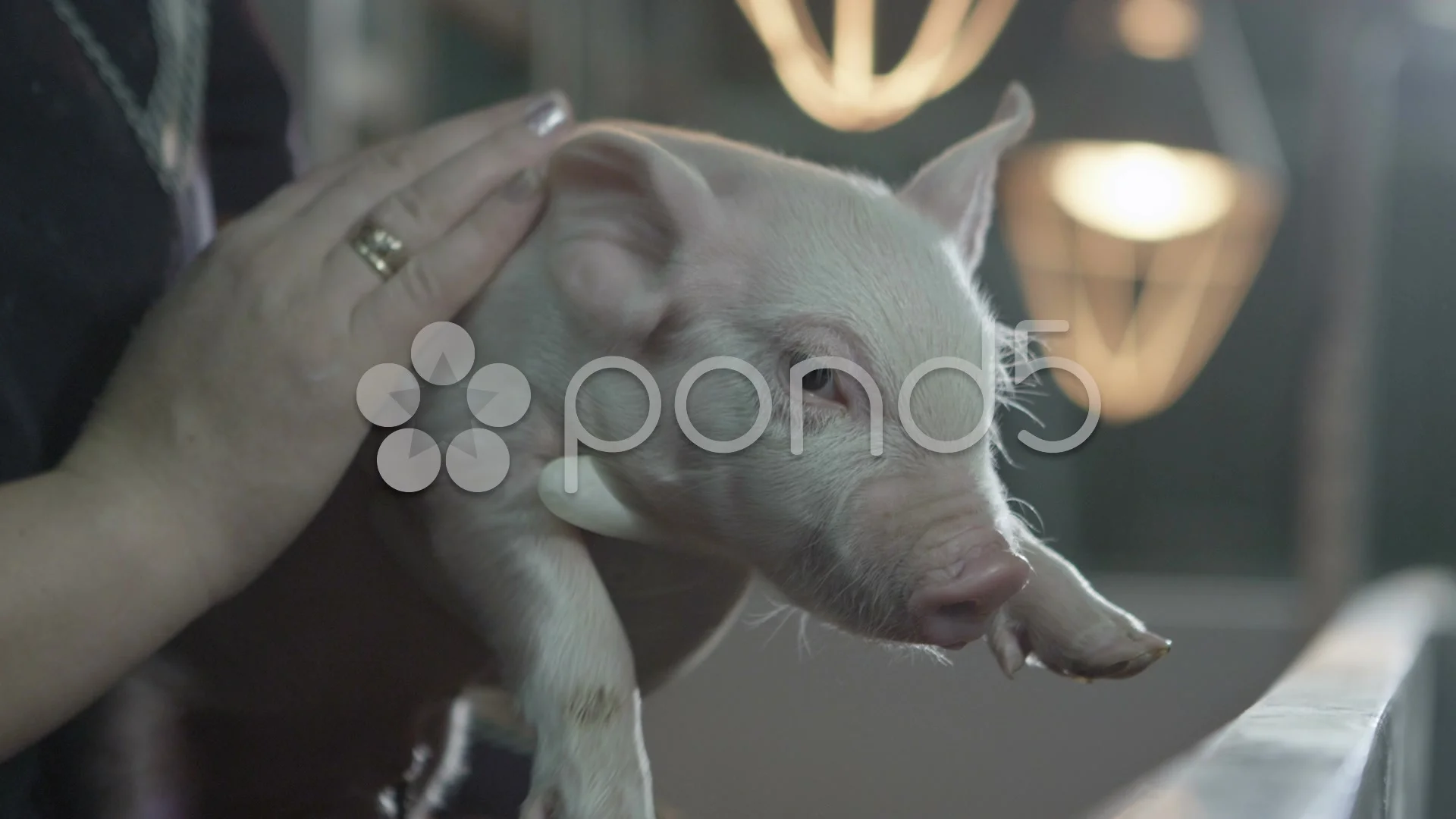 Woman holding a little pig on farm