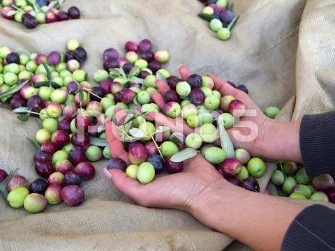 Woman holding olives Stock Photos