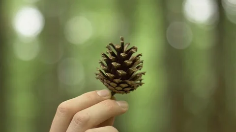 Woman Holding A Pine Cone While Camera Rotates (Slow Motion) 動画素材 85804705