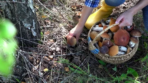 Woman holding wicker basket picking boletus mushroom growing near birch tree Stock Footage