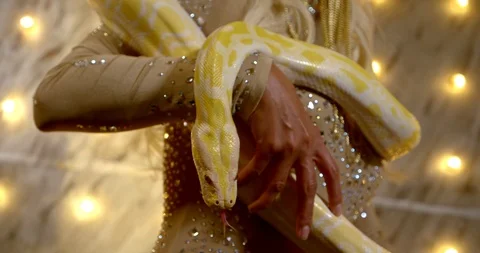 Woman is holding yellow python on her body, closeup view in circus Video stock 118694619
