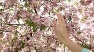 Woman Holds Her Hand Through A Flowering Spring Tree In The Garden Stock Footage