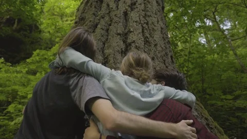 Woman Hugs Giant Tree In Temperate Rainforest, Her Friends Join Her Stock Footage