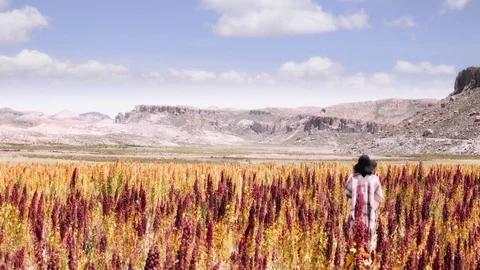 Woman inside the fields of quinoa Stock Footage 76851568