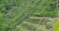 Woman inspect her rice fields in Flores mountains ready for harvest 4k or 4k+ Resolution