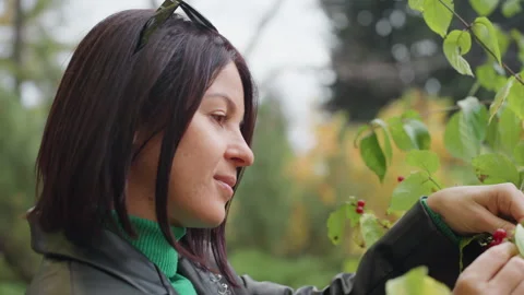 Woman in jacket collects tiny red berries amid green leaves during autumn, Woman Stock Footage 329580852