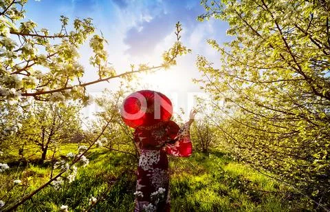 Woman in Japan costume at cherry blossom Stock Photos