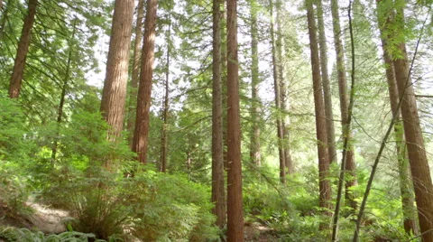 Woman jogs toward the camera on a forest path Stock Footage 44793502