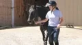 Woman Leading Horse HD Footage