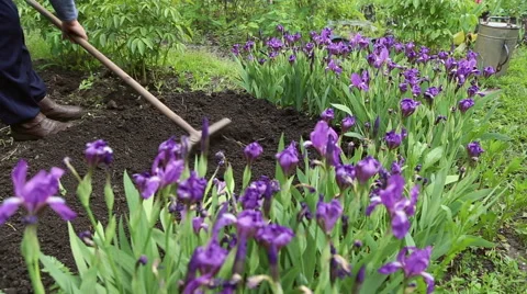 The woman leveled the soil with a rake Stock Footage 63066825