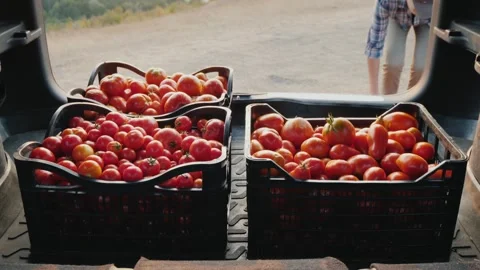 Woman loading crates of fresh red tomatoes into car trunk after harvest in .. Stock Footage 334837565