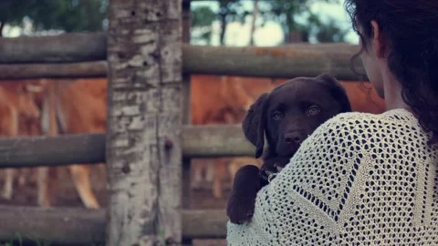 Woman looking at a herd of cows while her chocolate labrador 3 month old puppy. Stock-Footage 130791821