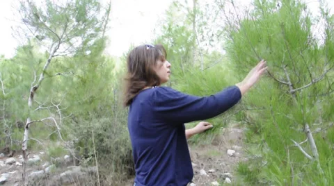 Woman looking for pine cones on the tree Stock Footage 32896643