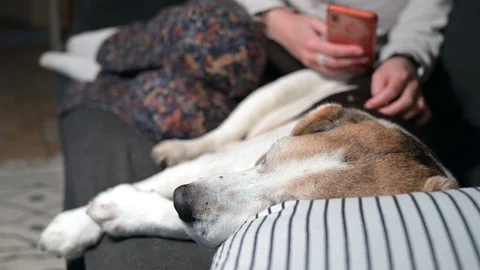 Woman lying on sofa using smartphone while stroking her dog at home Stock Footage 127929944