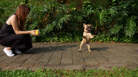 Woman make soap bubbles for small dog, slow motion shot Stock Footage 310302199