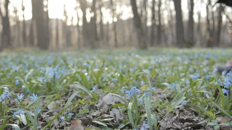 Woman makes bouquet of snowdrops. Middle distance. Stock Footage