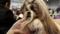 Woman makes a stylish dog haircut HD Footage