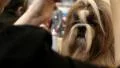 Woman makes a stylish haircut for your dog HD Footage