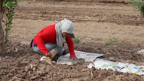Woman making a hole on the ground Stock Footage 82589955