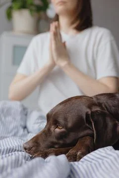 Woman meditates after sleeping in bed with her Labrador retriever dog. the Stock Photos