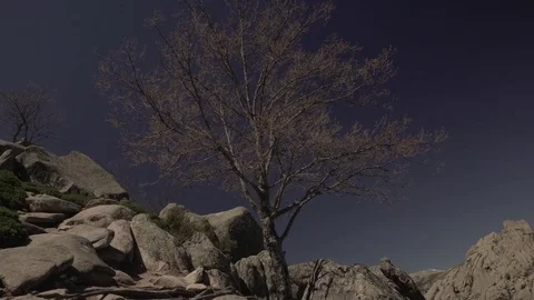 Woman at the mountain with tree Stock Footage 75031029