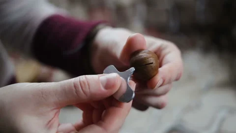 The woman opens the hard shell of macadamia nut with a special key. Close-up, na Stock Footage 104934551
