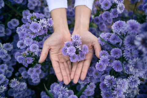 Woman palm holding purple Margaret flower blossom in the garden Stock Photos