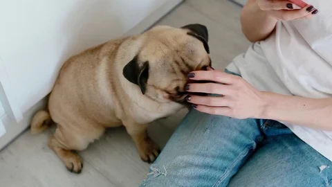 Woman pet the dog while using smartphone on the kitchen Stock Footage 93556239