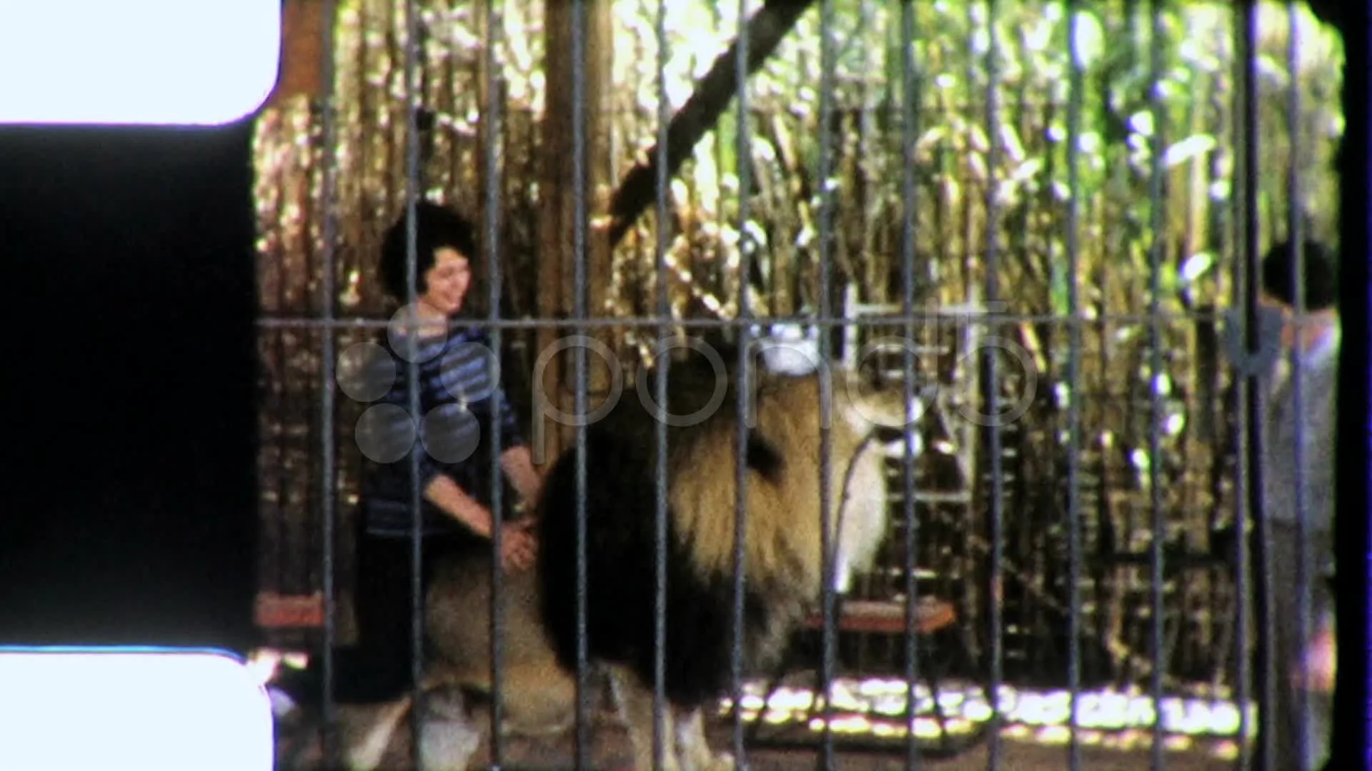 Woman Pets LION TAMER Tiger Wild Endange... | Stock Video | Pond5