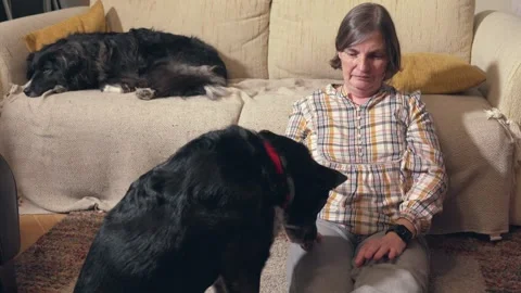 Woman petting dog on sofa Video stock 331674341