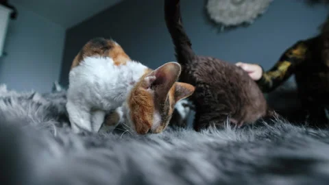 Woman petting her colored Devon Rex cats, sitting on bed Stock Footage 233673340