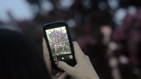 Woman Photographing With Smartphone a Blooming Tree. Outside is Spring Evening. Stock Footage