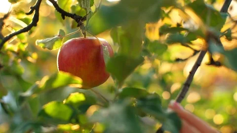 Woman Pick an Apple Stock Footage 80335462