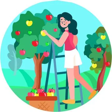 Woman picking apple from tree vector scene Stock Illustration