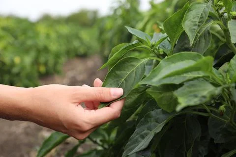 Woman picking bell pepper leaf in field, closeup. Agriculture industry Stock Photos