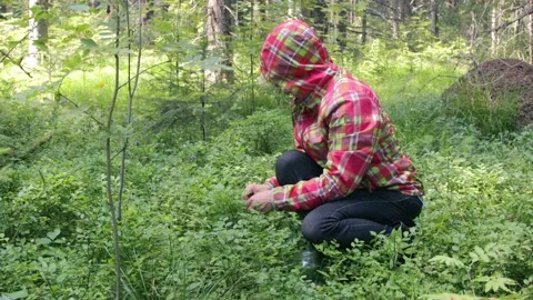 Woman picking bilberries in the forest Video stock 221237981