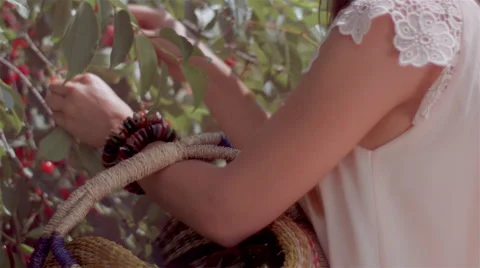 Woman picking up cherries Vídeo Stock 62619378