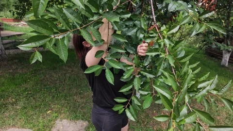 Woman Picking Cherries From Tree in Slow Motion Summer Garden Scene Видео 340160192