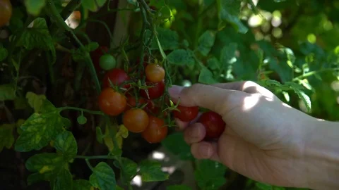 Woman picking cherry tomatoes Stock Footage 78477366