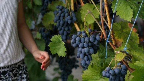 Woman is Picking Grape 스톡 동영상 94496367