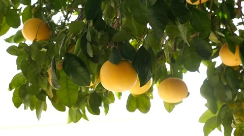A woman picking grapefruit from a tree Stock Footage 59574954