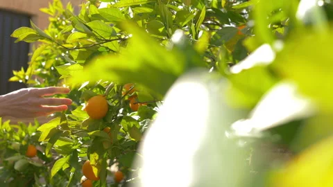 A woman picking up oranges from a tree Stock Footage 200860645