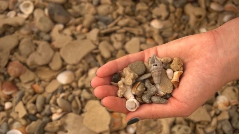 Woman picking shells on a beach Stock Footage 97499233
